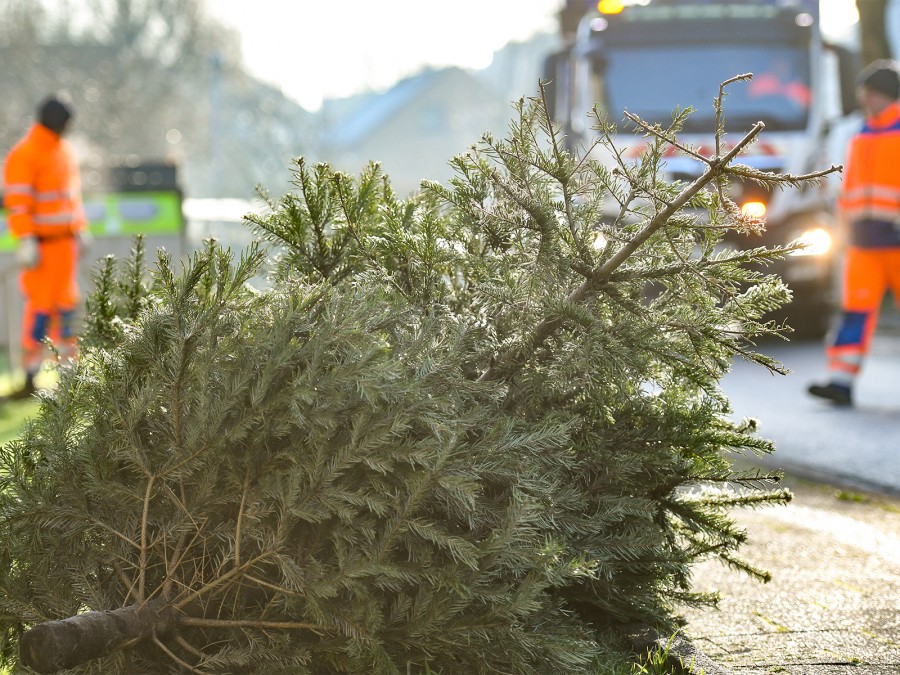 Die MEG Mülheimer Entsorgungsgesellschaft mbH holt die Weihnachtsbäume in der zweiten Januarwoche von Montag, 9., bis Freitag, 13. Januar 2023 ab. - MEG Mülheimer Entsorgungsgesellschaft mbH - Udo Geisler